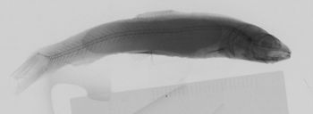 Media type: image;   Ichthyology 159259 Aspect: xray